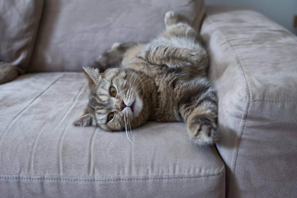 cat, sofa, lazy cat-2211076.jpg