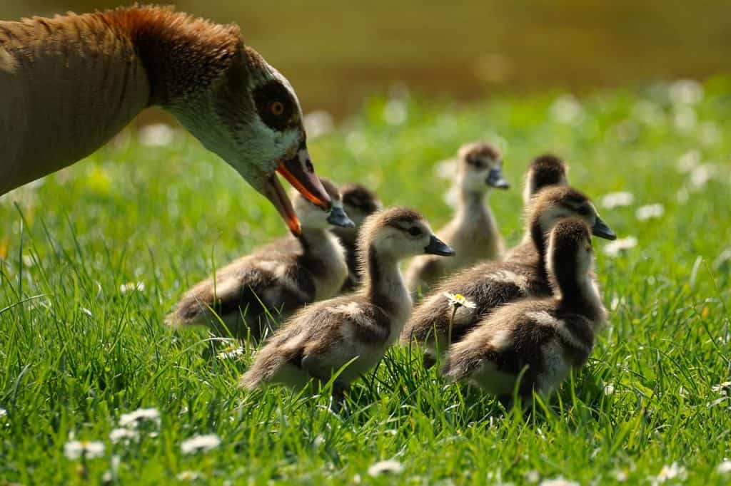 geese, goslings, meadow-7136581.jpg