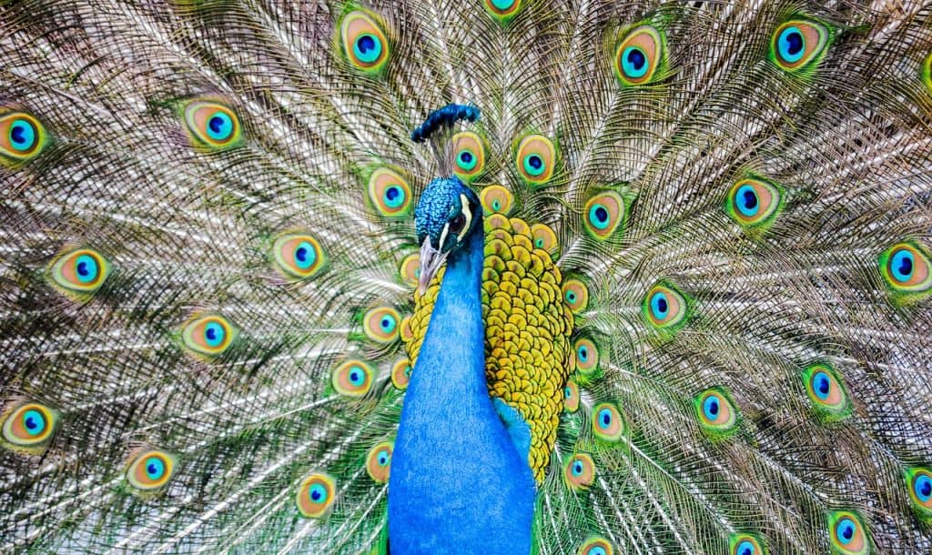peacock, animal, feather-4822267.jpg